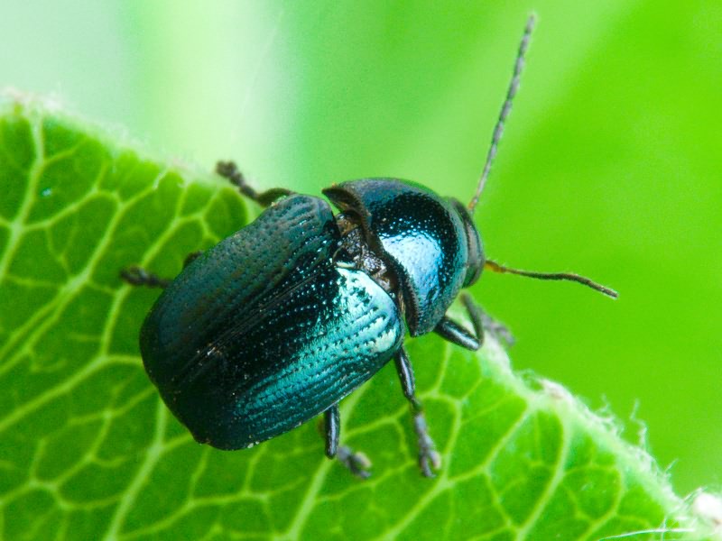 Cryptocephalus Geoffroy, 1762